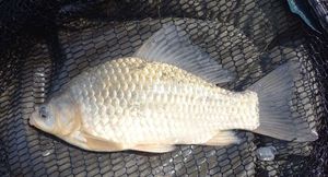 Crucian Carp