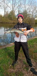 Zander