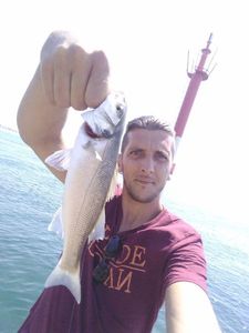 European Bass (Seabass)
