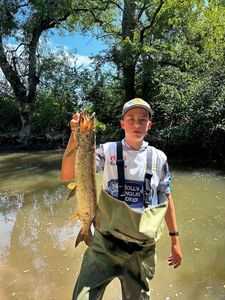 Northern Pike