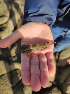 Giant Goby