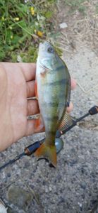 European Perch