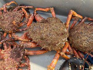 European Spider Crab
