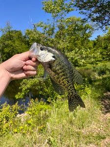 White Crappie