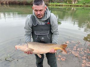 Common Carp