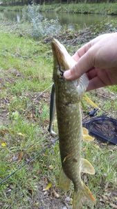 Northern Pike