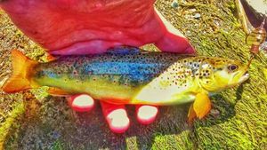 Brown Trout