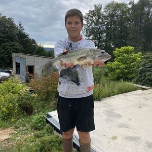 Largemouth Bass