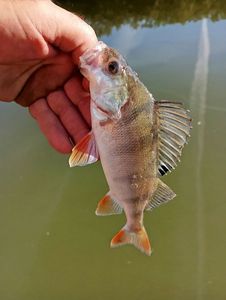 European Perch