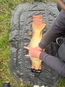 Mirror Carp