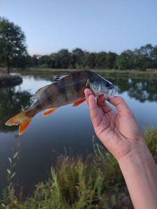 European Perch