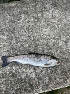 Rainbow Trout