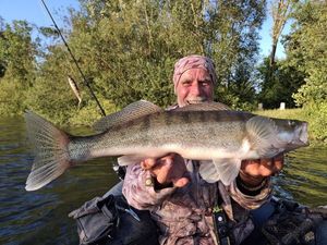 Zander