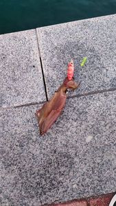 European Squid