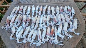 European Squid