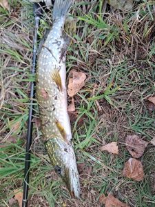 Northern Pike