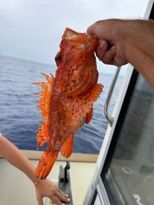 Red Scorpionfish