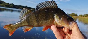 European Perch