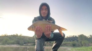 Common Bream