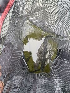 Largemouth Bass