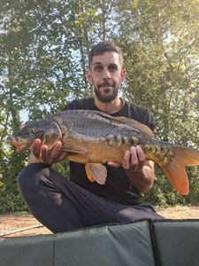 Mirror Carp