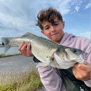 European Bass (Seabass)