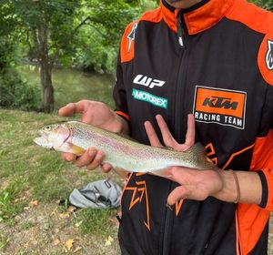 Rainbow Trout