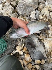Rainbow Trout