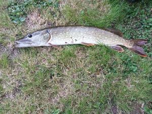 Northern Pike