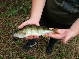 European Perch