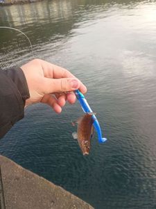 Ballan Wrasse