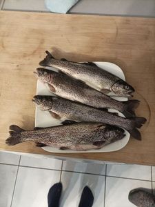 Rainbow Trout