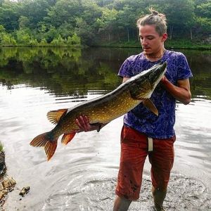 Northern Pike
