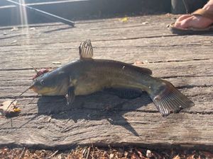 Black Bullhead