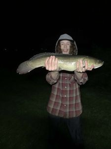 Poisson-Castor (Amie Chauve)
