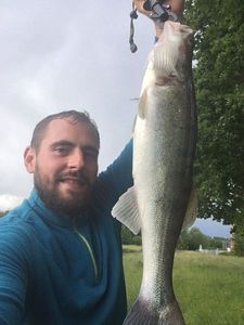 Zander