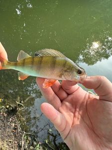 European Perch