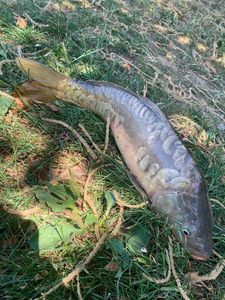 Leather Carp