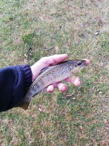 Brown Trout