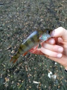 European Perch