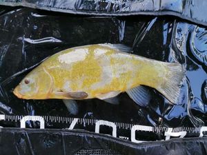 Tench
