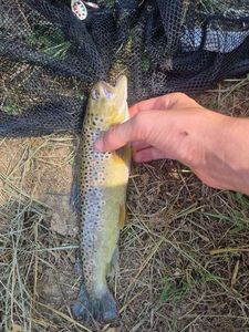 Brown Trout