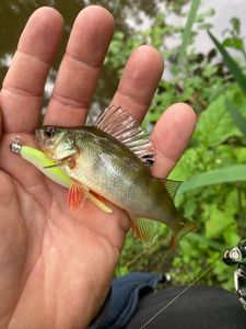 European Perch