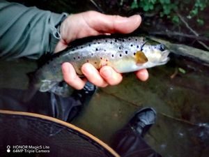 Brown Trout