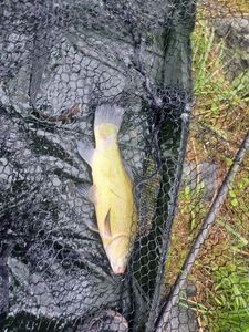 Tench