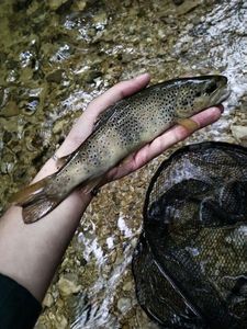 Brown Trout