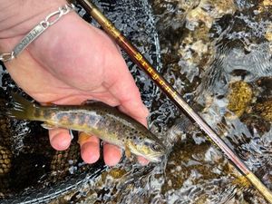 Brown Trout