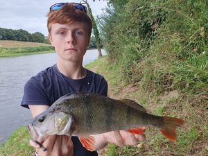 European Perch