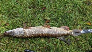 Northern Pike