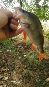 European Perch